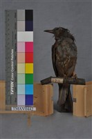 藏品(棕耳鵯)的圖片